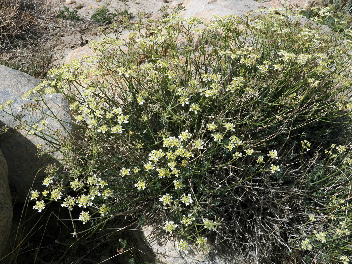 Image of Semenovia pamirica specimen.