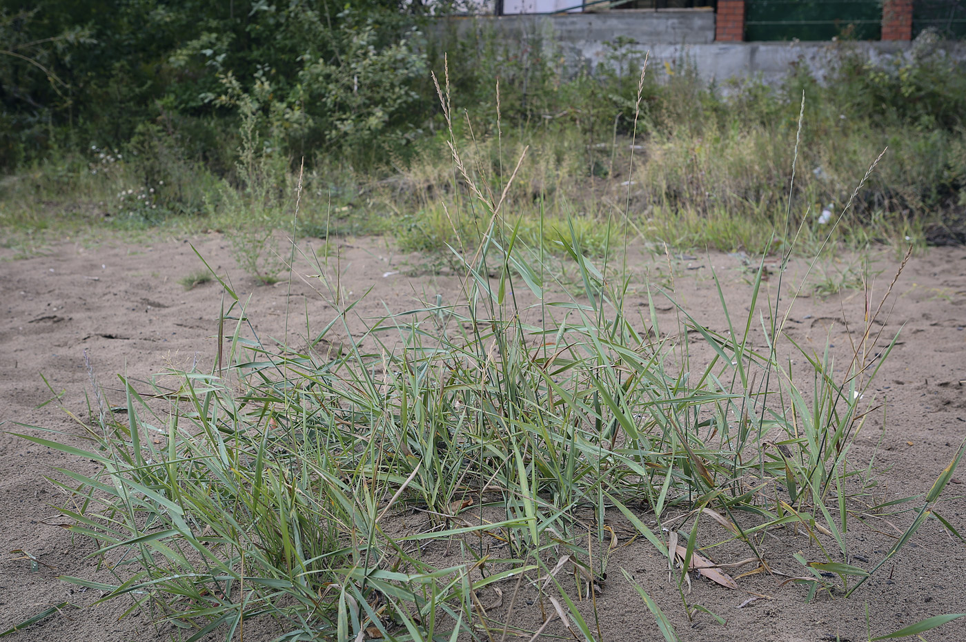 Image of Elytrigia repens specimen.