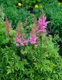 Astilbe chinensis. Цветущие растения. Алтайский край, г. Белокуриха, в культуре. 07.07.2021.