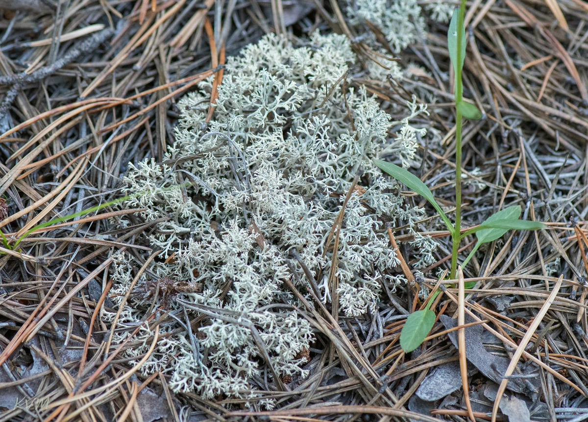 Изображение особи Cladonia arbuscula.