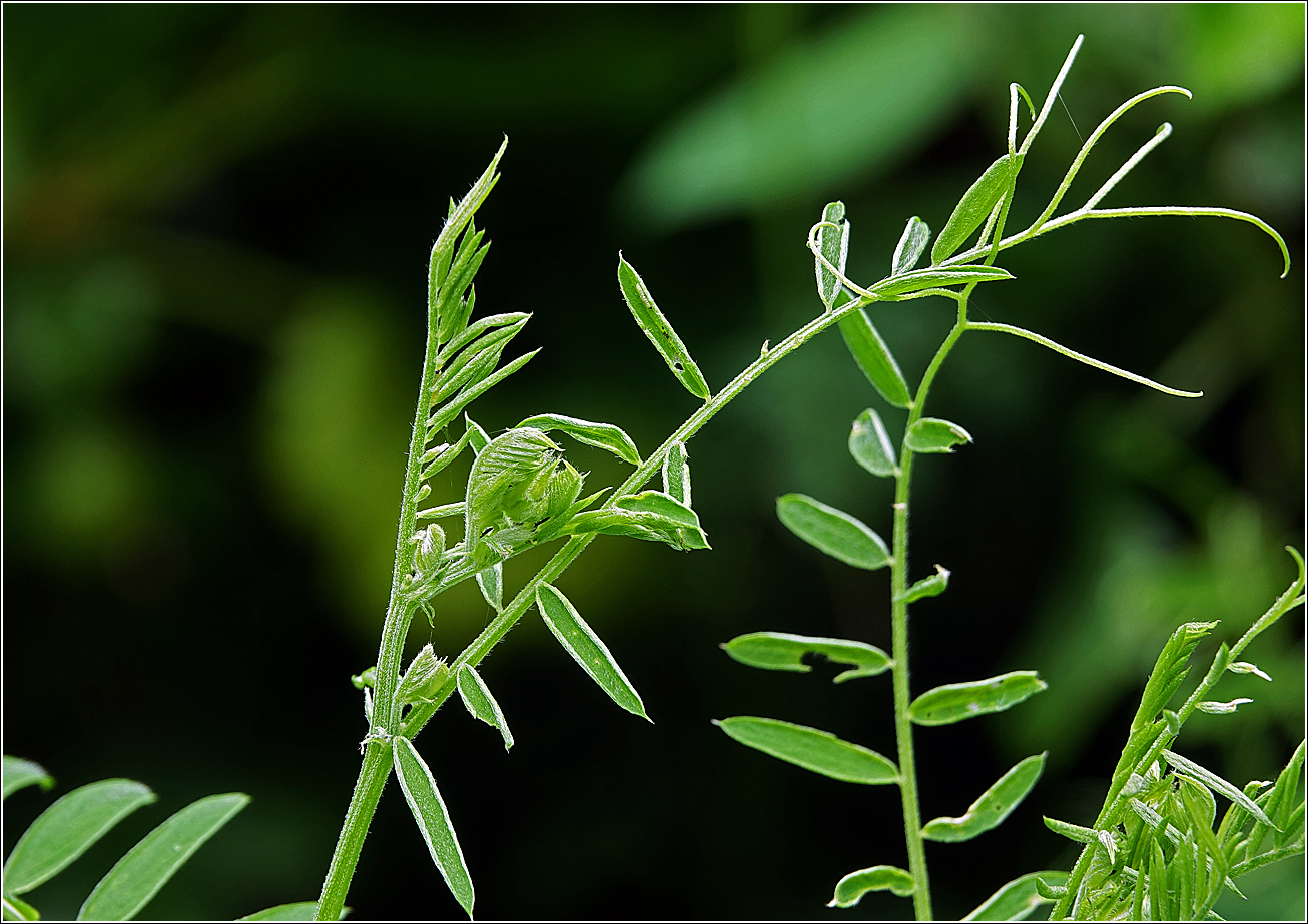 Image of Vicia cracca specimen.