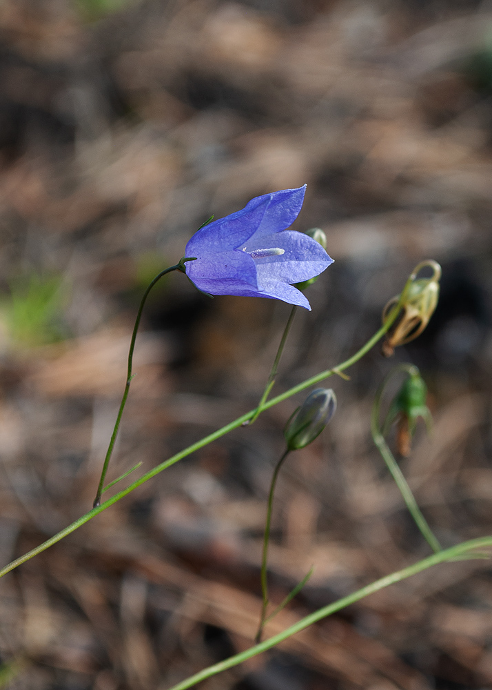 Изображение особи Campanula rotundifolia.