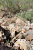 Galium verticillatum