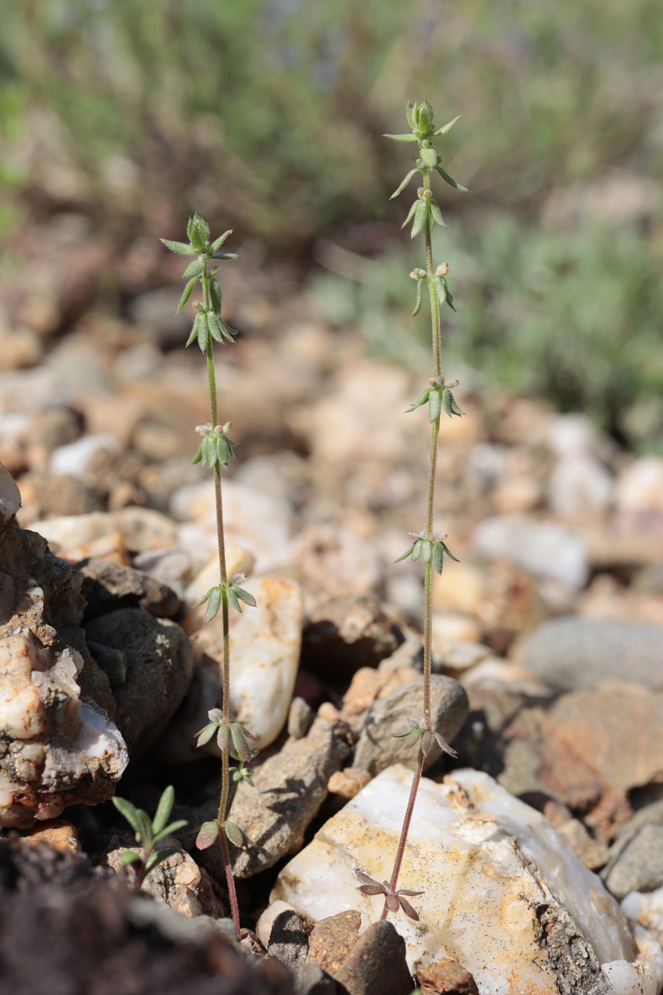 Изображение особи Galium verticillatum.