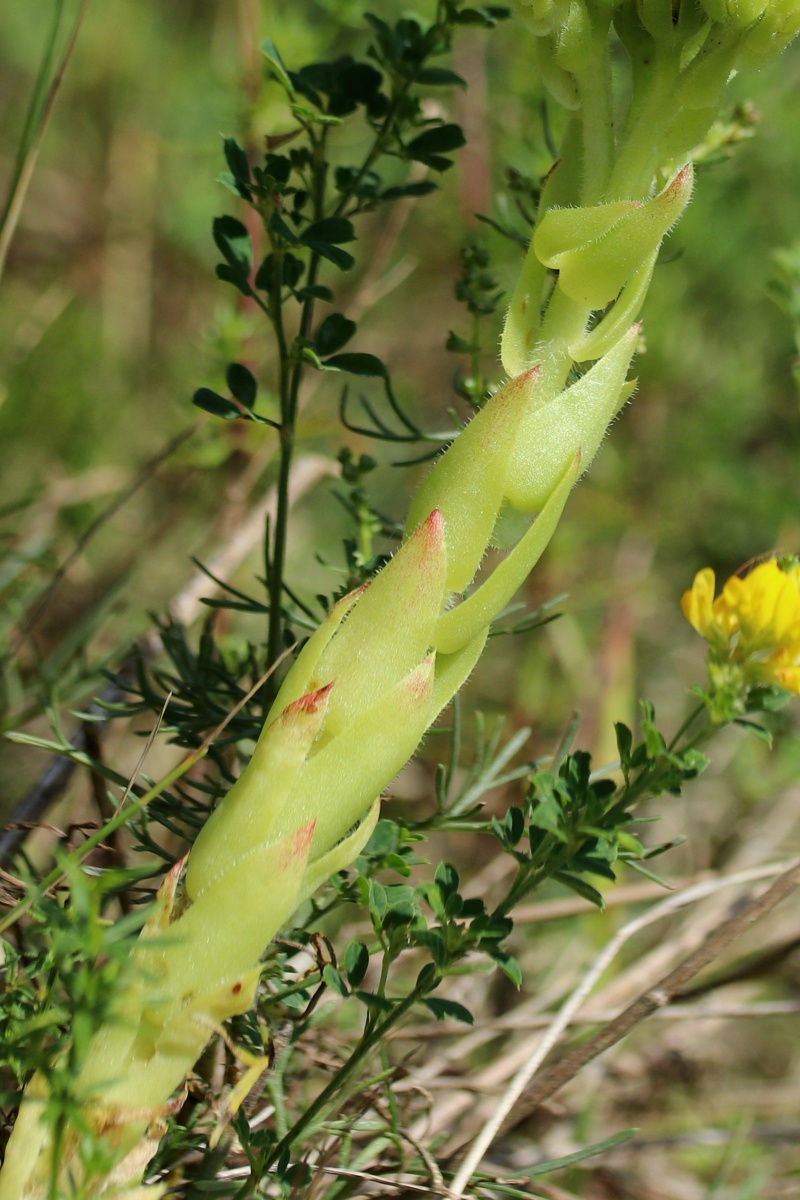 Image of Jovibarba globifera specimen.