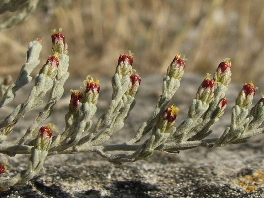 Image of Artemisia dzevanovskyi specimen.