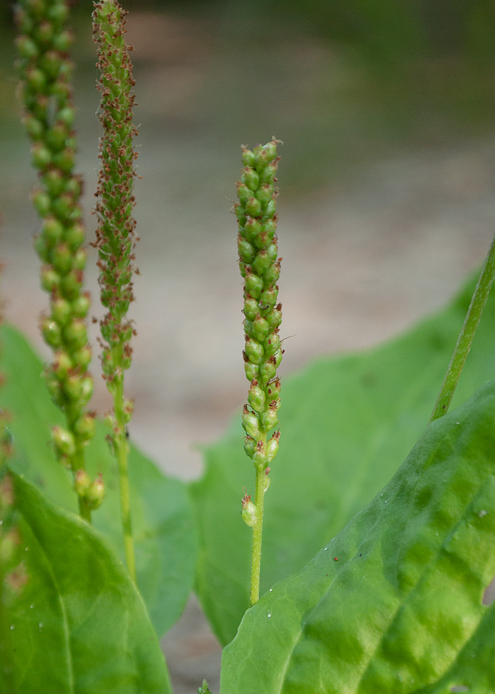 Изображение особи Plantago major.