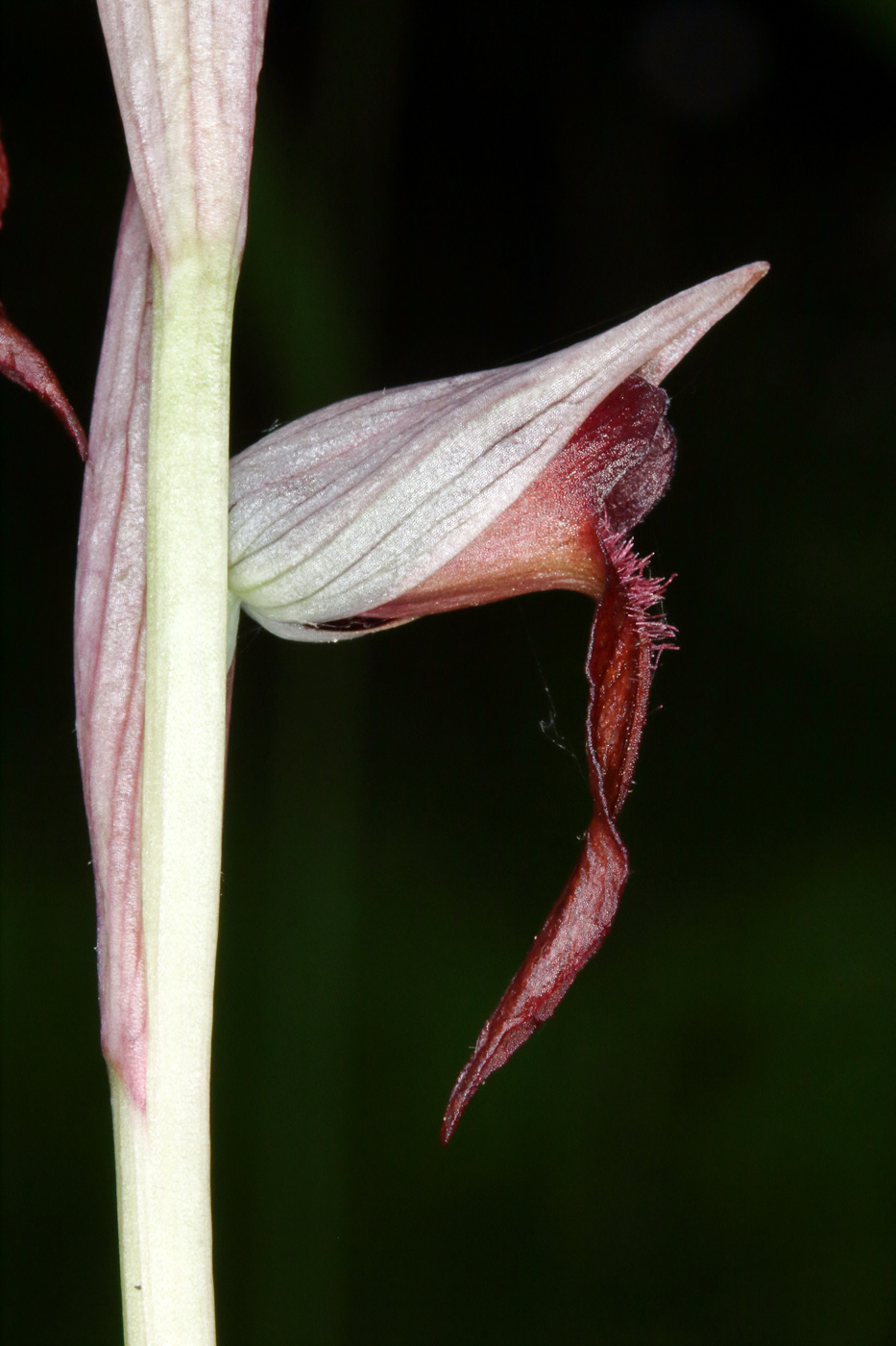 Изображение особи Serapias orientalis ssp. feldwegiana.