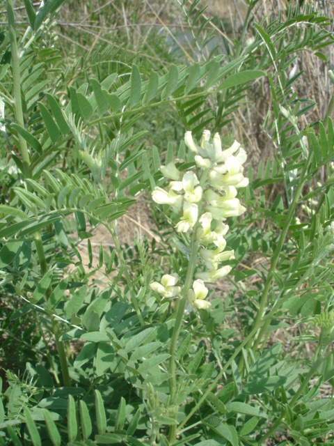 Image of Pseudosophora alopecuroides specimen.