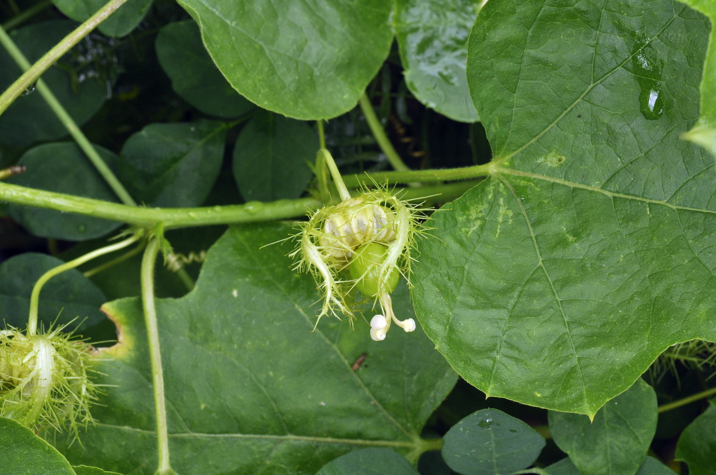 Изображение особи Passiflora foetida.