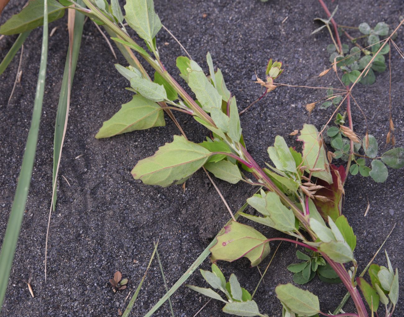 Изображение особи Chenopodium album.