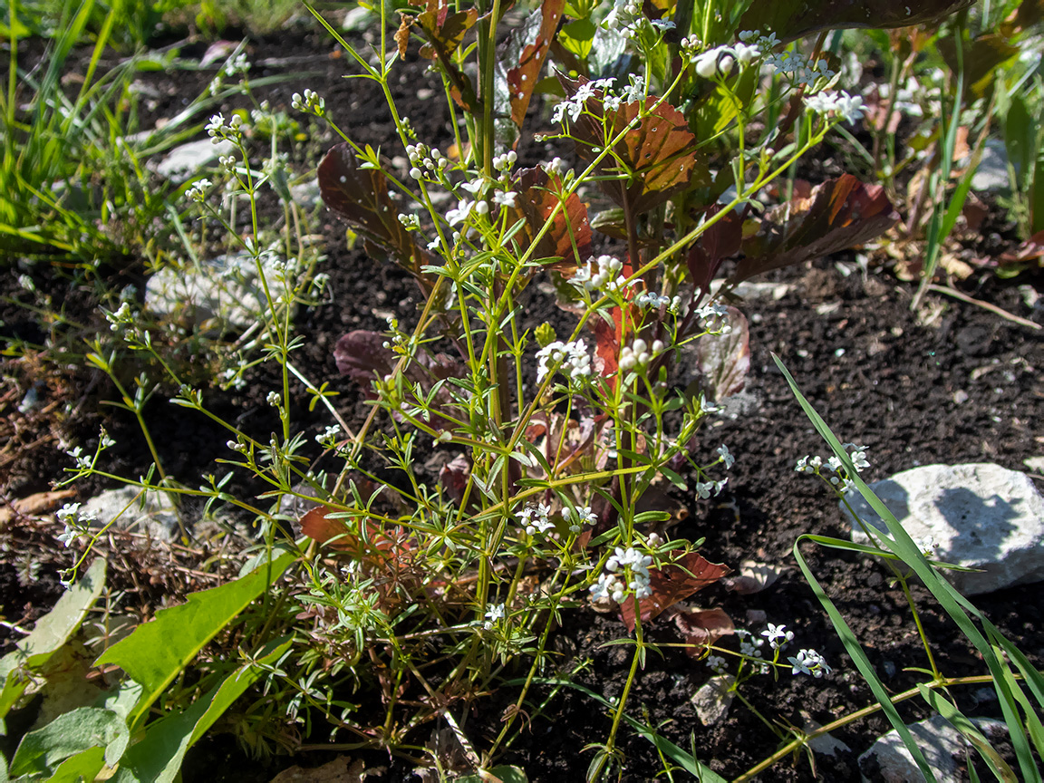 Изображение особи Galium palustre.