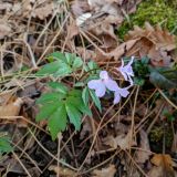 Cardamine quinquefolia. Верхушка цветущего растения. Краснодарский край, городской округ Сочи, Хостинский р-н, Мацестинский лесопарк, широколиственный лес. 25.02.2024.