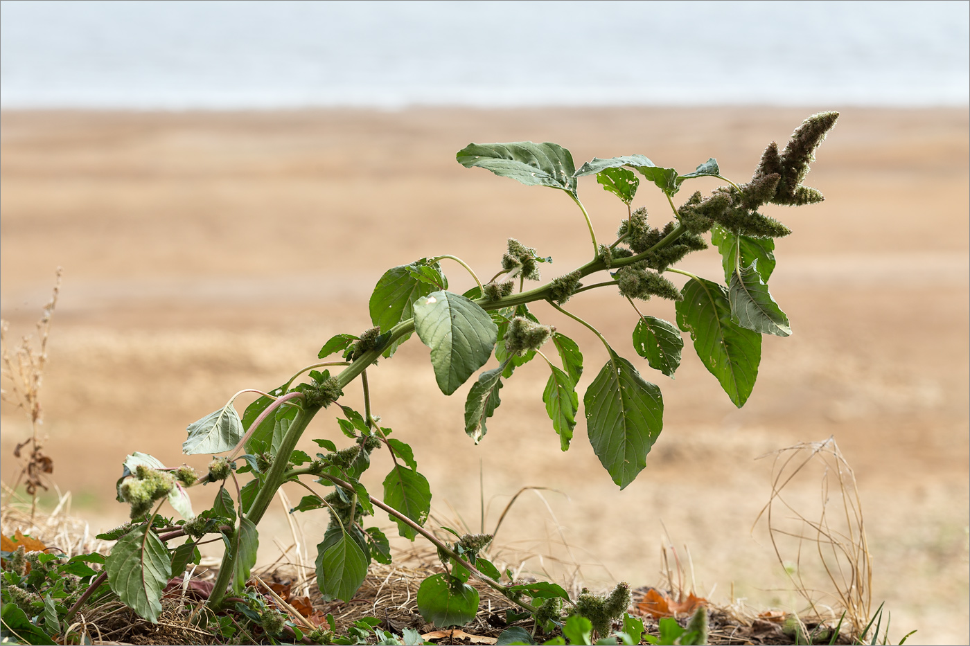 Изображение особи Amaranthus retroflexus.