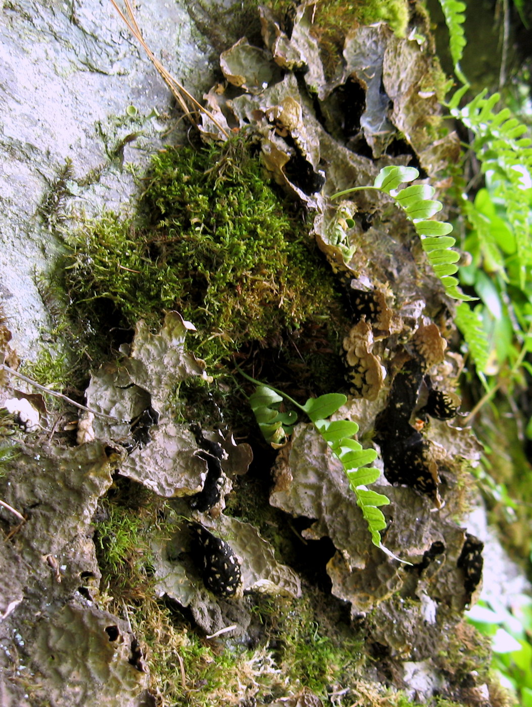 Image of Lobaria isidiosa specimen.