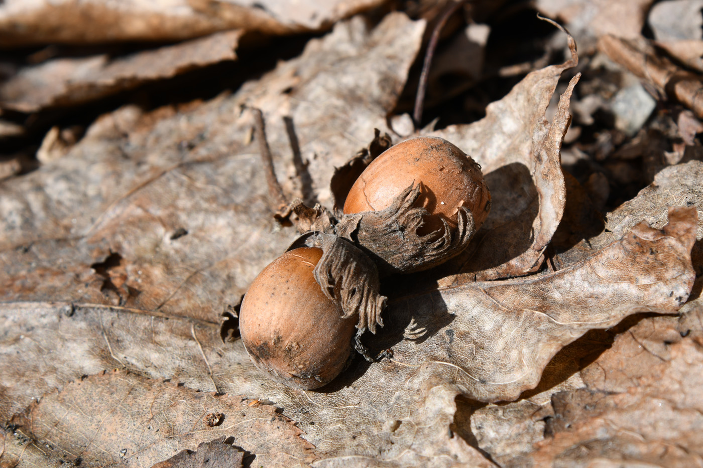 Image of Corylus avellana specimen.