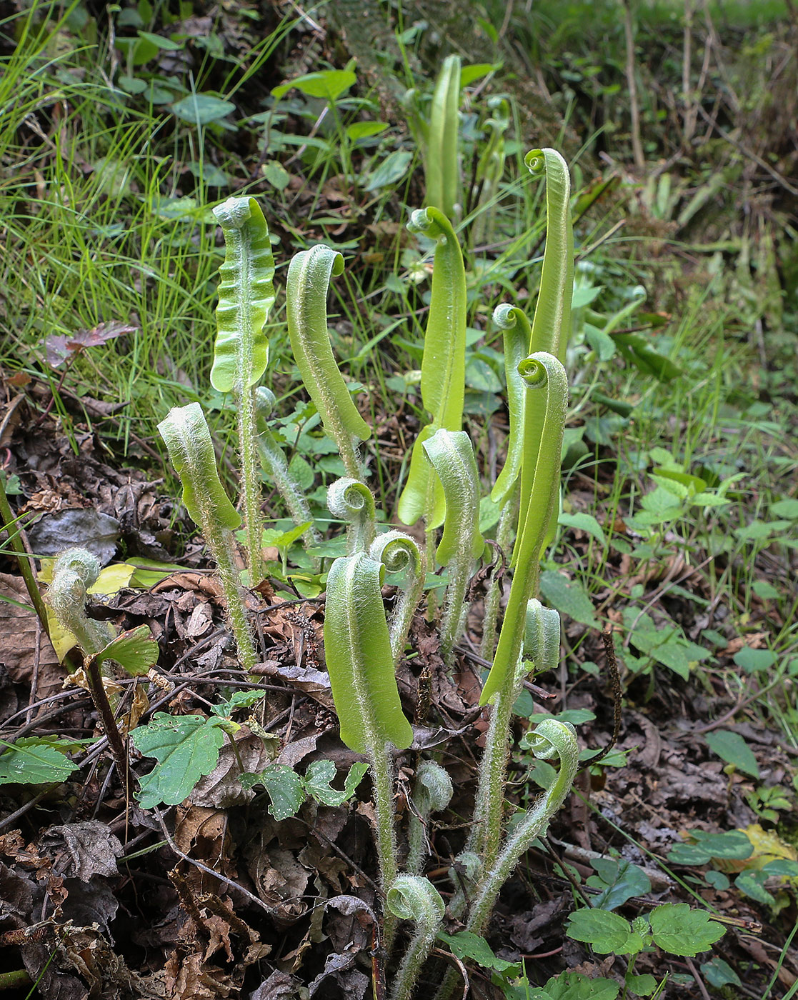 Изображение особи Phyllitis scolopendrium.