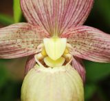 Cypripedium &times; ventricosum