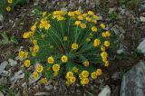 Stellera chamaejasme. Цветущее растение (желтоцветковая форма, распространена в высокогорьях на высотах 3000-3900 м н.у.м.). Китай, Юннань. 01.06.2009.