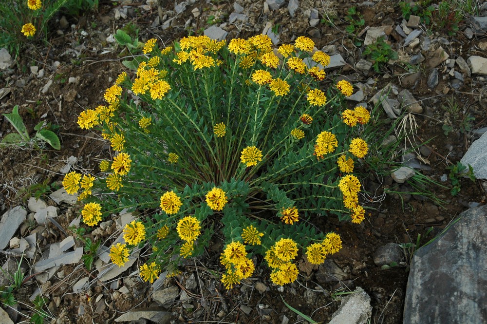 Image of Stellera chamaejasme specimen.