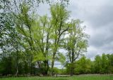 Populus nigra