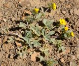 Potentilla nivea