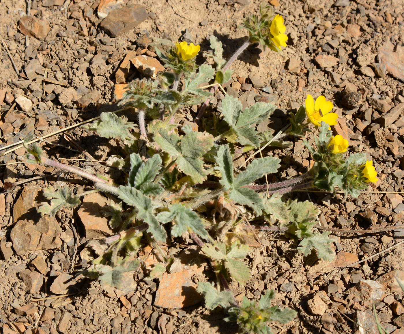 Image of Potentilla nivea specimen.