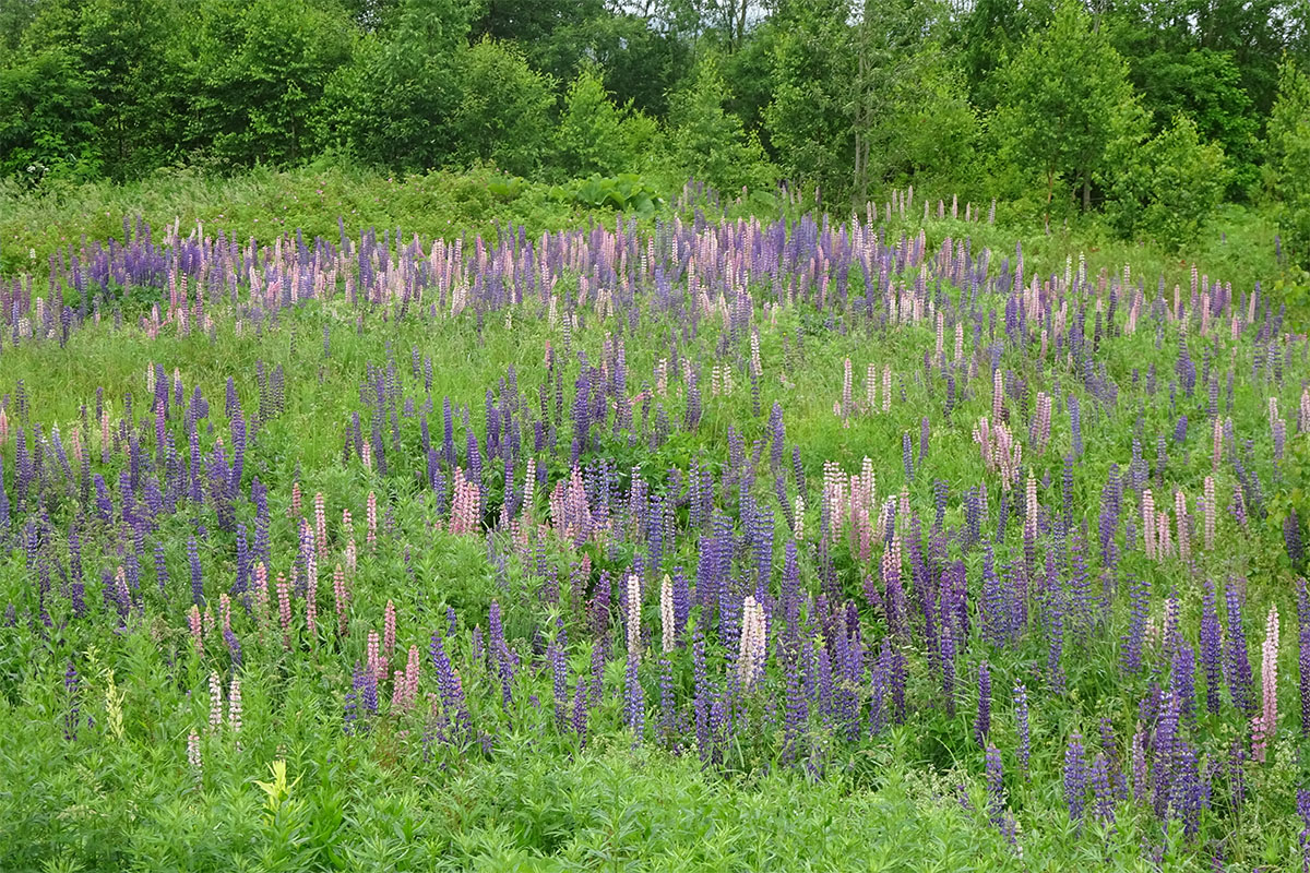 Изображение особи Lupinus nootkatensis.