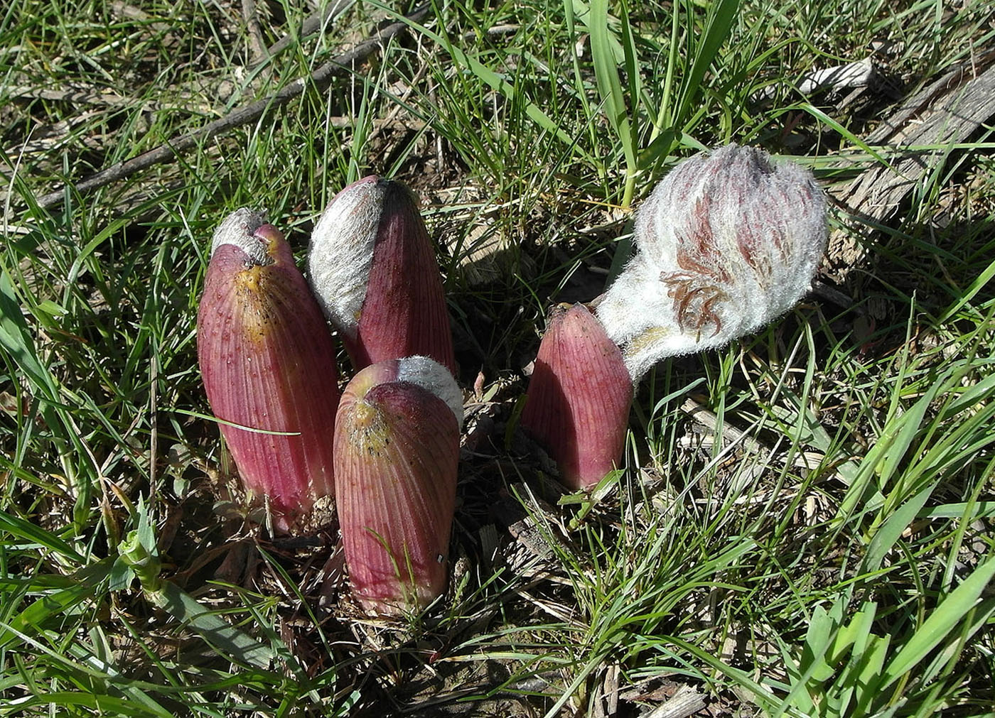 Image of Ferula tenuisecta specimen.
