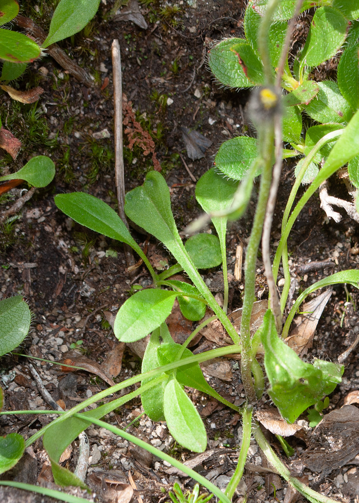 Image of Hieracium triste specimen.