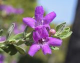 Leucophyllum frutescens