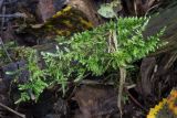 семейство Brachytheciaceae