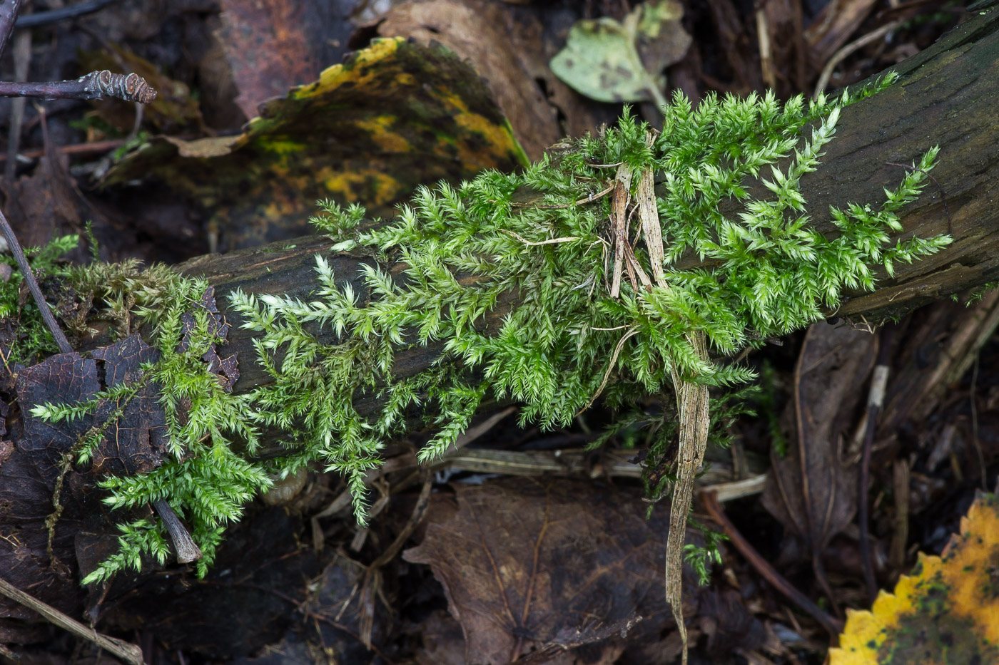 Изображение особи семейство Brachytheciaceae.