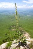 Verbascum lychnitis. Расцветающее растение. Карачаево-Черкесия, Зеленчукский р-н, гора Джисса, ≈ 1600 м н.у.м., на кромке скального обрыва. 14.06.2024.