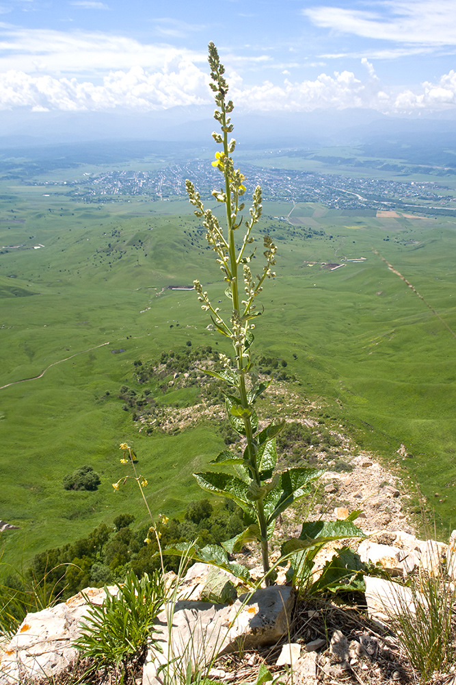 Image of Verbascum lychnitis specimen.