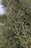 Picea obovata