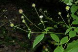 Dipsacus pilosus