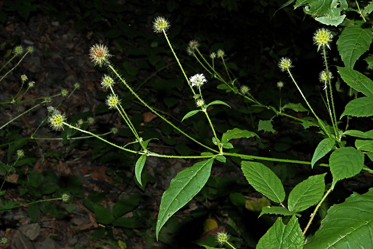 Изображение особи Dipsacus pilosus.