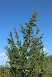 Juniperus communis