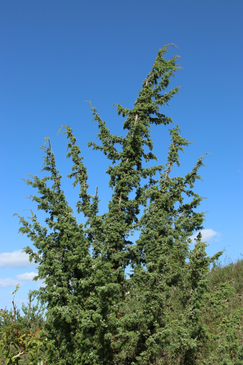 Изображение особи Juniperus communis.