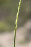 Image of taxon representative. Author is Павел Евсеенков