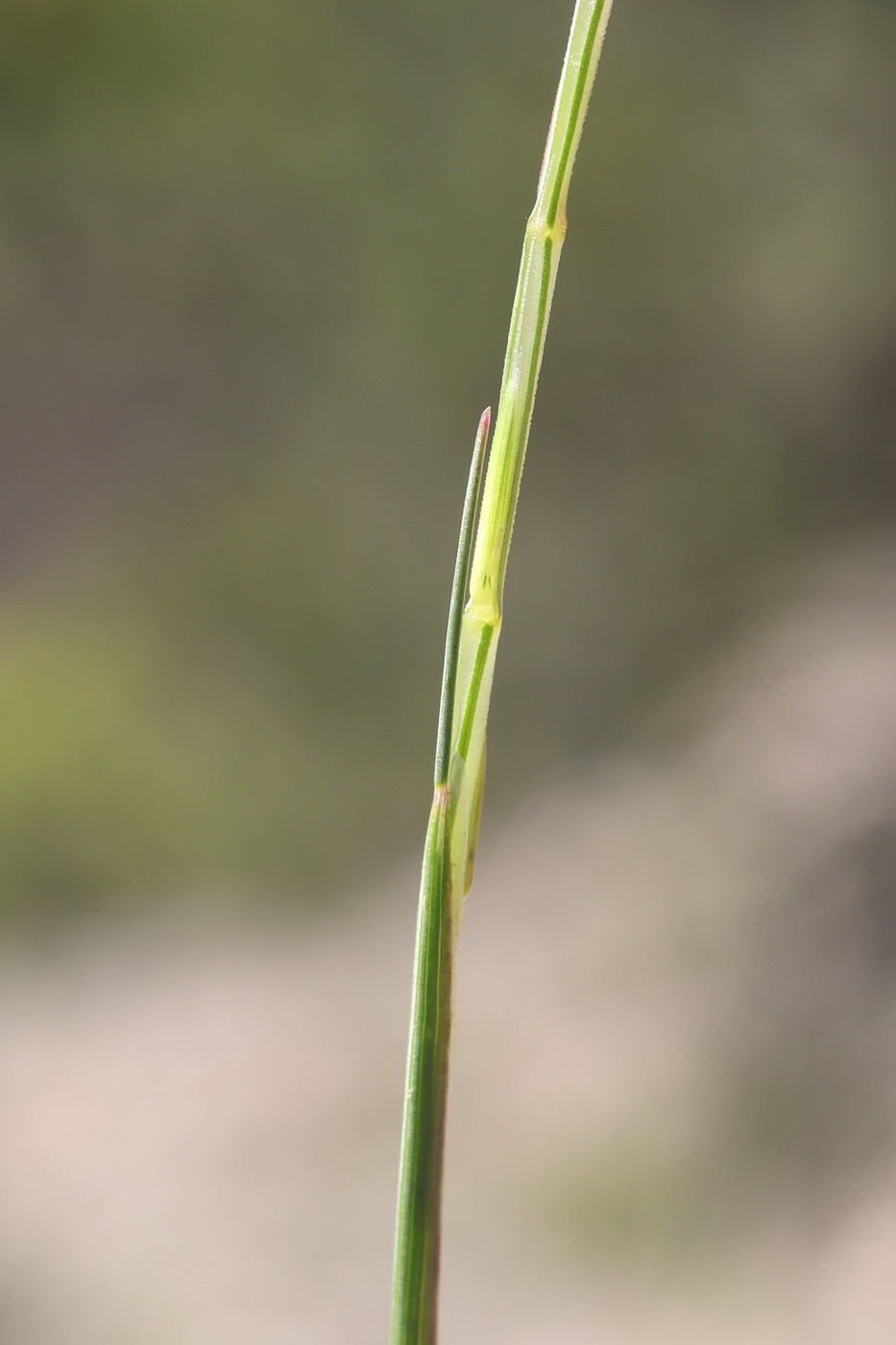 Image of Psilurus incurvus specimen.