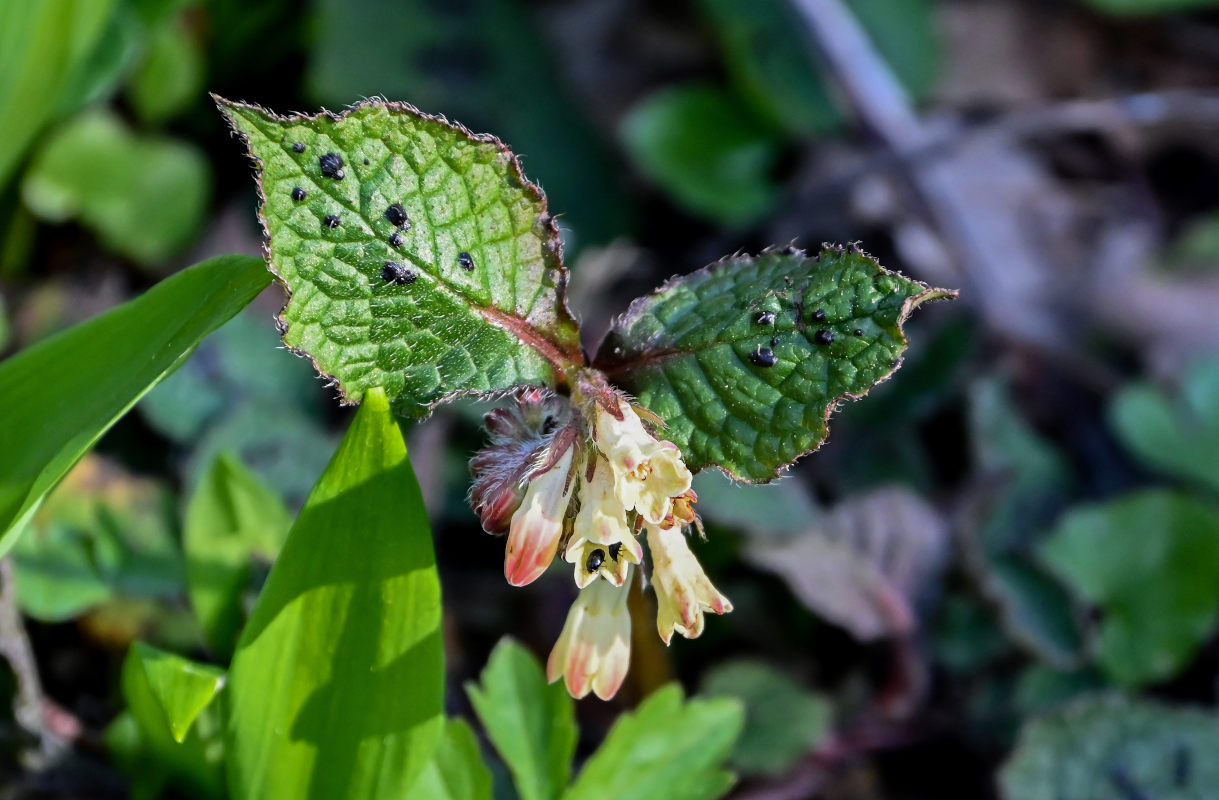 Изображение особи Symphytum grandiflorum.