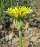 Crepis alpina