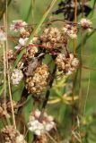 Cuscuta epithymum