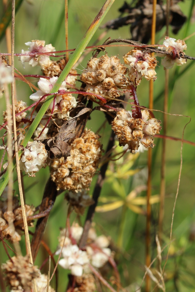 Image of Cuscuta epithymum specimen.