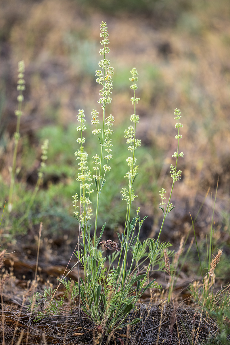Изображение особи Silene borysthenica.