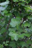 Grossularia divaricata. Побеги. Санкт-Петербург, Петродворцовый р-н, г. Ломоносов, ГПЗ «Южное побережье Невской губы», участок «Кронштадтская колония», одичавшие кусты. 18.05.2025.