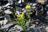 genus Senecio