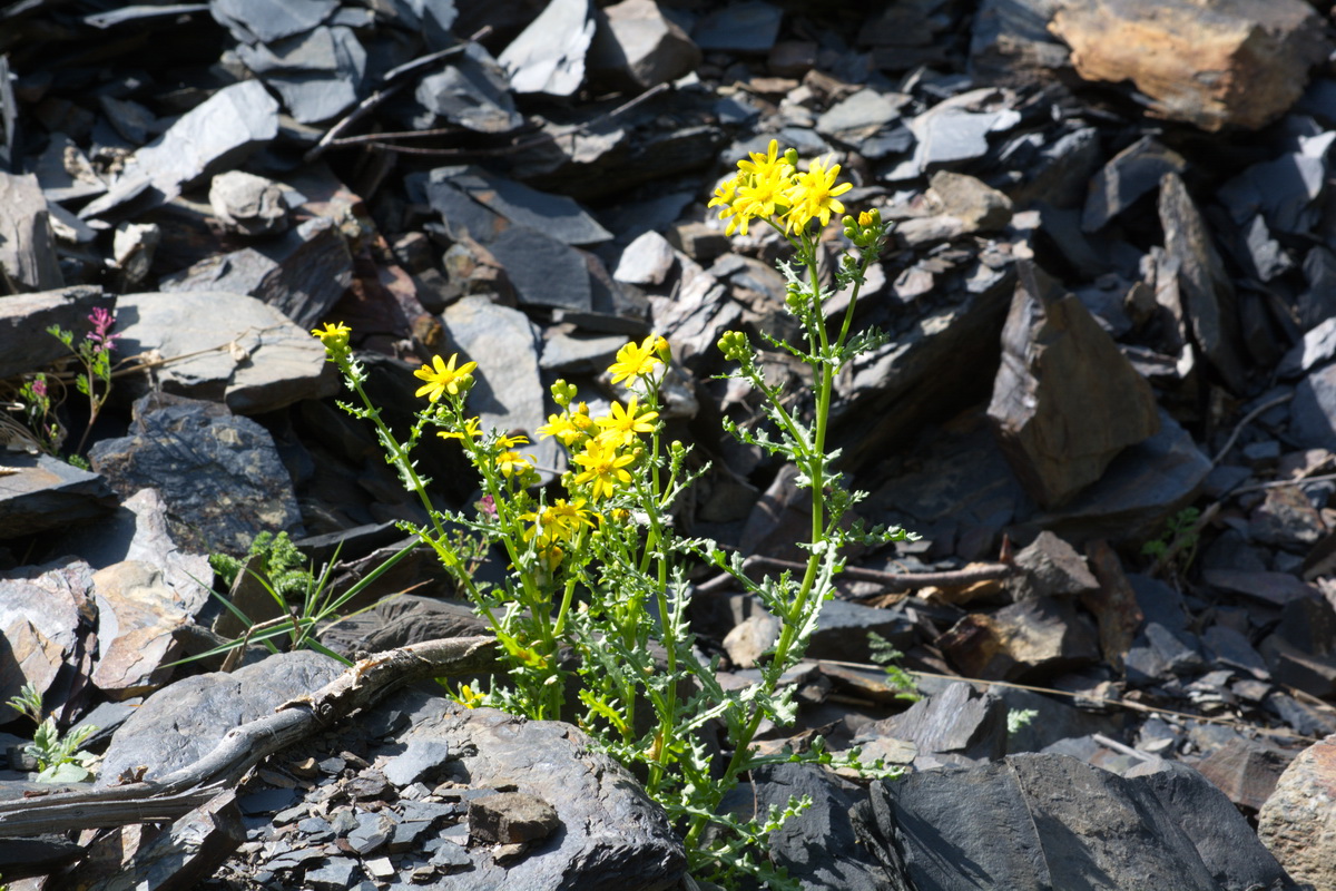 Image of Senecio sosnovskyi specimen.